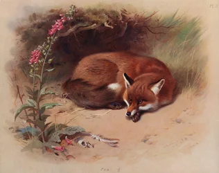 Fox